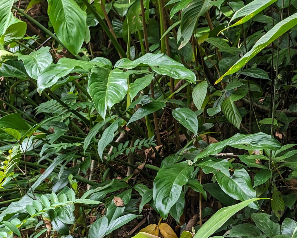 Philodendron tripartitum; photograph (c) Zac Peterson, some rights reserved (CC BY)
