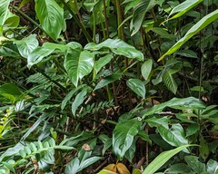 Philodendron tripartitum
