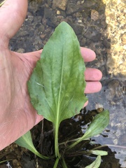 Plantago cordata
