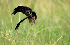 Jackson's Widowbird photo 5