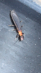 Oligotoma saundersii