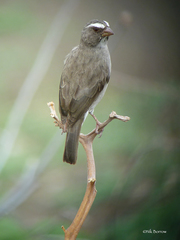 Crithagra tristriata