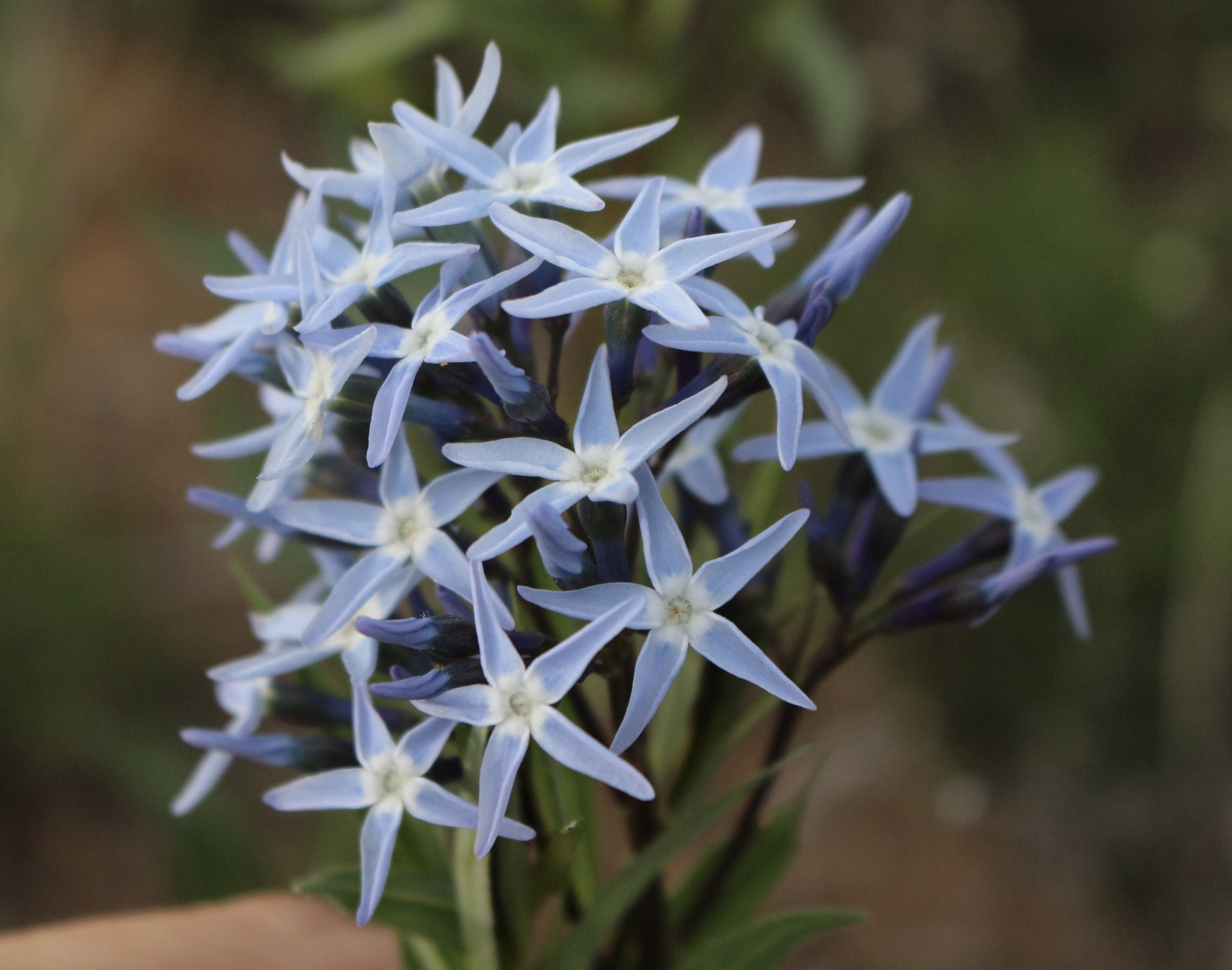 Amsonia ciliata