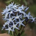 Fringed Bluestar - Photo (c) Lena Zappia, some rights reserved (CC BY-NC), uploaded by Lena Zappia