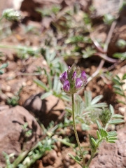 Astragalus didymocarpus