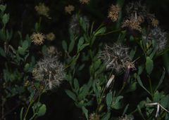 Porophyllum obscurum