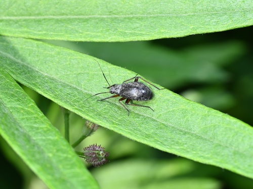 Orthocephalus funestus