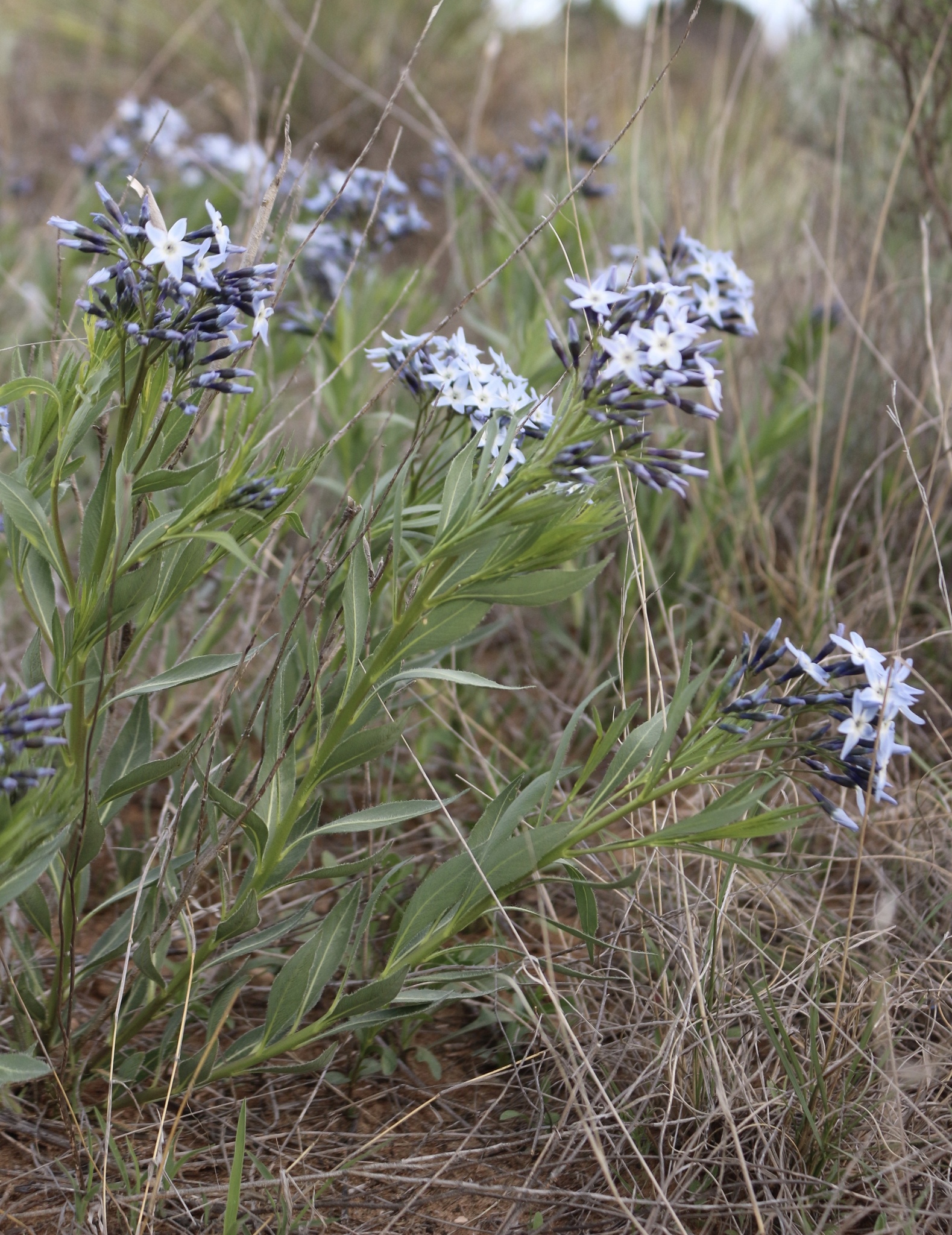 Amsonia