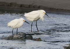 Egretta thula