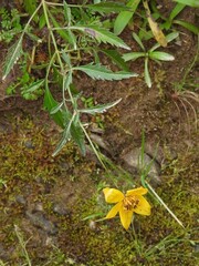 Bidens andicola, photograph author not stated, no rights reserved