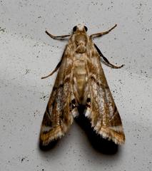 Eoparargyractis plevie