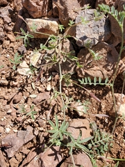 Astragalus didymocarpus