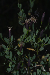 Porophyllum obscurum