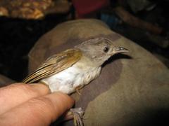 Alcippe brunneicauda