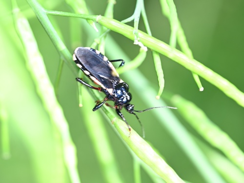Ectrychotes andreae