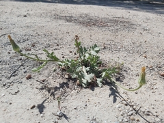 Urospermum picroides