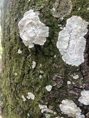 Phlyctis boliviensis