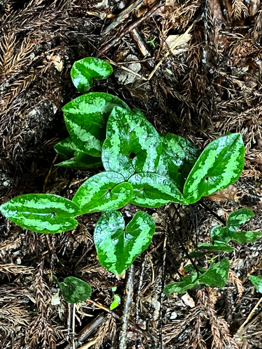 Asarum unzen iNat (2)