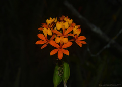 Epidendrum fulgens