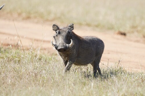 Southern Warthog