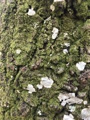 Phlyctis boliviensis