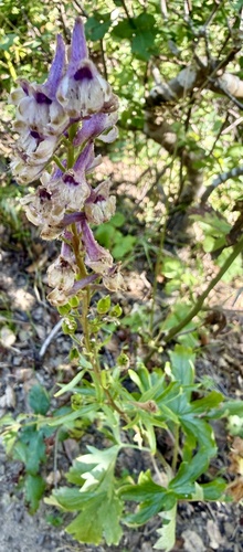 Delphinium californicum, photograph 5