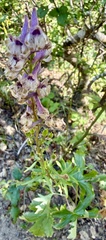 author not stated, no rights reserved Delphinium californicum, photograph author not stated, no rights reserved