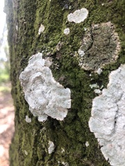 Phlyctis boliviensis