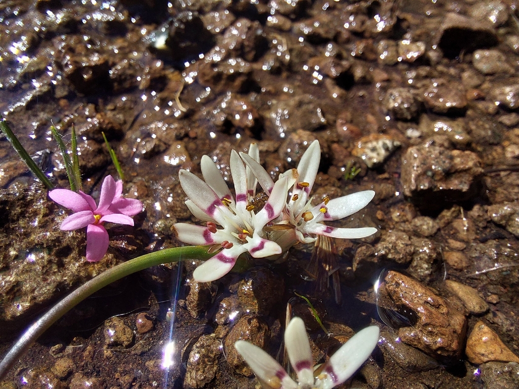 Wurmbea pusilla