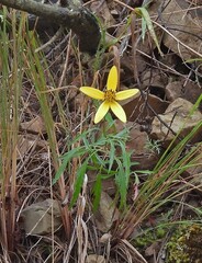 Bidens andicola, photograph author not stated, no rights reserved