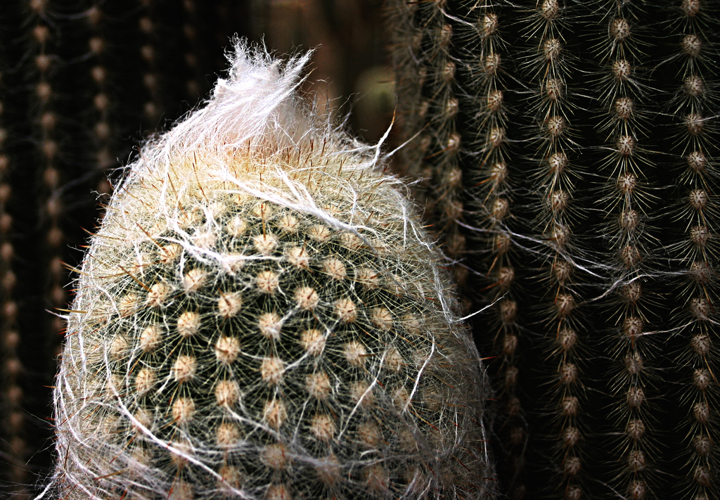 Espostoa superba