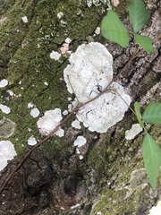 Phlyctis boliviensis