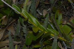 Epidendrum fulgens