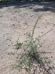 Oligomeris linifolia