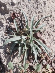 Plantago ovata