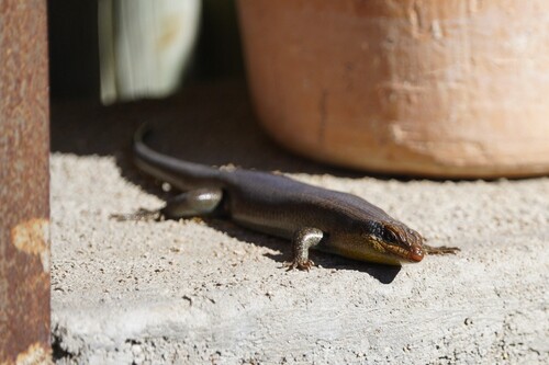 Wahlberg’s Striped Skink