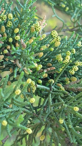 Hesperocyparis macrocarpa