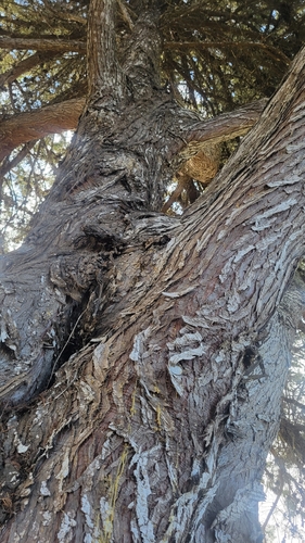 Hesperocyparis macrocarpa