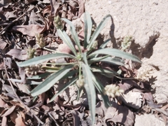 Plantago ovata