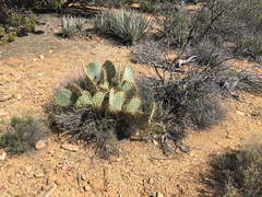Opuntia × curvispina