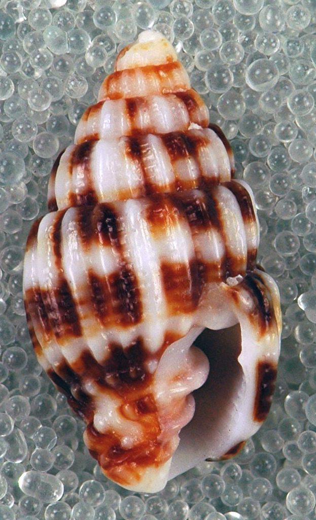 Pusia dermestina
