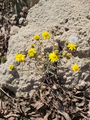 Senecio glaucus