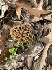 Morchella diminutiva