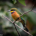 Cinnamon-chested Bee-Eater - Photo (c) Hans Olofsson, some rights reserved (CC BY-NC-ND)