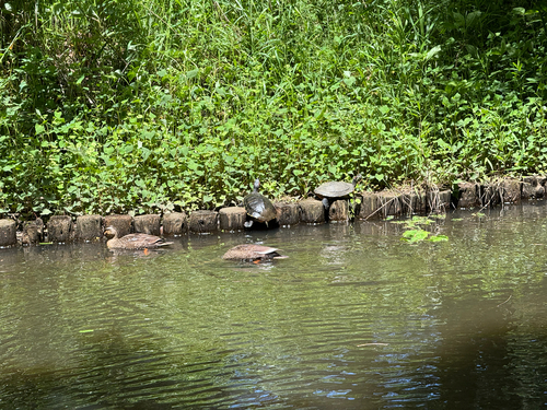 Trachemys scripta elegans