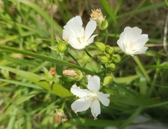 Callirhoe alcaeoides