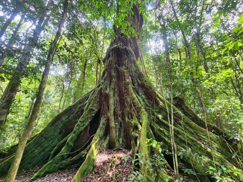 Stockwellia quadrifida observed 2026-01-29