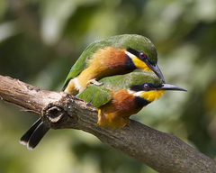 Cinnamon-Chested Bee-Eater photo 2