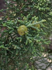 Juniperus phoenicea