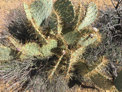 Opuntia × curvispina